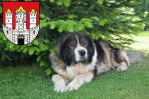Mehr über den Artikel erfahren Kaukasischer Schäferhund Züchter und Welpen in Salzburg
