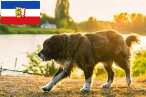 Mehr über den Artikel erfahren Kaukasischer Schäferhund Züchter und Welpen in Schleswig-Holstein