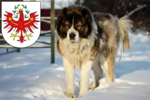Mehr über den Artikel erfahren Kaukasischer Schäferhund Züchter und Welpen in Tirol