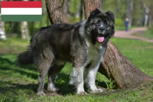 Mehr über den Artikel erfahren Kaukasischer Schäferhund Züchter und Welpen in Ungarn