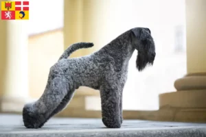 Mehr über den Artikel erfahren Kerry Blue Terrier Züchter und Welpen in Auvergne-Rhône-Alpes