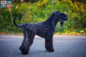 Mehr über den Artikel erfahren Kerry Blue Terrier Züchter und Welpen in Bourgogne-Franche-Comté