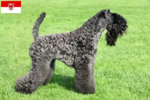 Mehr über den Artikel erfahren Kerry Blue Terrier Züchter und Welpen in Brandenburg