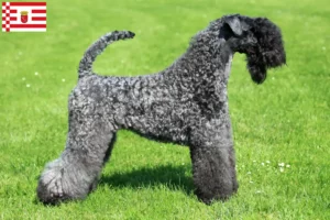 Mehr über den Artikel erfahren Kerry Blue Terrier Züchter und Welpen in Bremen