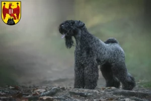 Mehr über den Artikel erfahren Kerry Blue Terrier Züchter und Welpen im Burgenland
