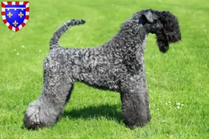 Mehr über den Artikel erfahren Kerry Blue Terrier Züchter und Welpen in Centre-Val de Loire