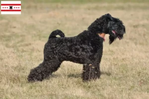 Mehr über den Artikel erfahren Kerry Blue Terrier Züchter und Welpen in Drenthe