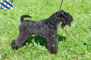 Mehr über den Artikel erfahren Kerry Blue Terrier Züchter und Welpen in Friesland