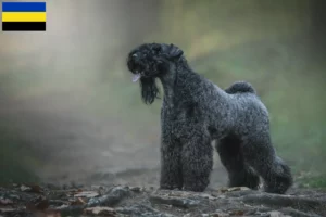 Mehr über den Artikel erfahren Kerry Blue Terrier Züchter und Welpen in Gelderland