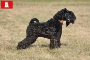 Mehr über den Artikel erfahren Kerry Blue Terrier Züchter und Welpen in Hamburg