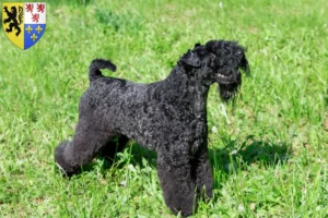 Mehr über den Artikel erfahren Kerry Blue Terrier Züchter und Welpen in Hauts-de-France