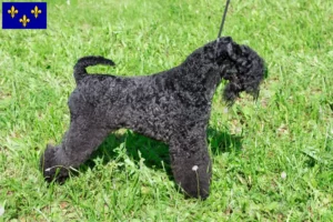 Mehr über den Artikel erfahren Kerry Blue Terrier Züchter und Welpen in Île-de-France