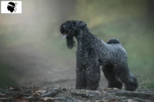 Mehr über den Artikel erfahren Kerry Blue Terrier Züchter und Welpen auf Korsika