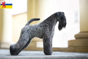 Mehr über den Artikel erfahren Kerry Blue Terrier Züchter und Welpen in Limburg