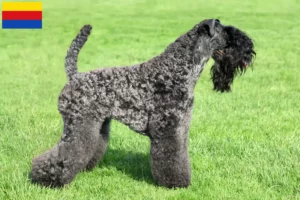 Mehr über den Artikel erfahren Kerry Blue Terrier Züchter und Welpen in Nordholland