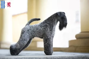 Mehr über den Artikel erfahren Kerry Blue Terrier Züchter und Welpen in Nouvelle-Aquitaine