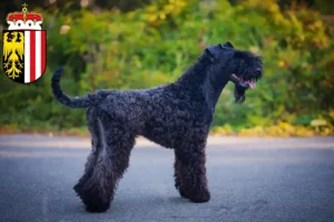 Mehr über den Artikel erfahren Kerry Blue Terrier Züchter und Welpen in Oberösterreich