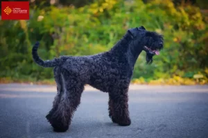 Mehr über den Artikel erfahren Kerry Blue Terrier Züchter und Welpen in Okzitanien