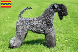 Mehr über den Artikel erfahren Kerry Blue Terrier Züchter und Welpen in Overijssel