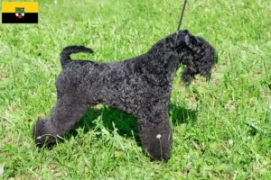 Mehr über den Artikel erfahren Kerry Blue Terrier Züchter und Welpen in Sachsen-Anhalt