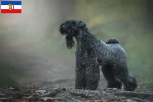 Mehr über den Artikel erfahren Kerry Blue Terrier Züchter und Welpen in Schleswig-Holstein