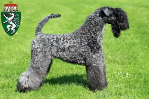 Mehr über den Artikel erfahren Kerry Blue Terrier Züchter und Welpen in der Steiermark