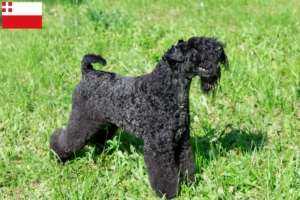 Mehr über den Artikel erfahren Kerry Blue Terrier Züchter und Welpen in Utrecht