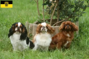 Mehr über den Artikel erfahren King Charles Spaniel Züchter und Welpen in Baden-Württemberg