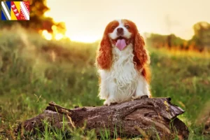 Mehr über den Artikel erfahren King Charles Spaniel Züchter und Welpen in Grand Est