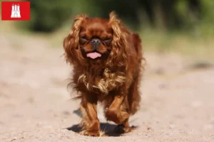 Mehr über den Artikel erfahren King Charles Spaniel Züchter und Welpen in Hamburg