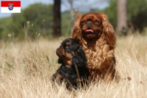 Mehr über den Artikel erfahren King Charles Spaniel Züchter und Welpen in Hessen