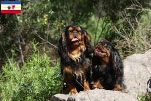 Mehr über den Artikel erfahren King Charles Spaniel Züchter und Welpen in Mecklenburg-Vorpommern