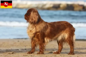 Mehr über den Artikel erfahren King Charles Spaniel Züchter und Welpen in Niedersachsen