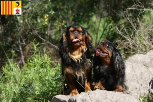 Mehr über den Artikel erfahren King Charles Spaniel Züchter und Welpen in der Provence-Alpes-Côte d’Azur