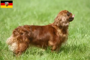 Mehr über den Artikel erfahren King Charles Spaniel Züchter und Welpen im Saarland