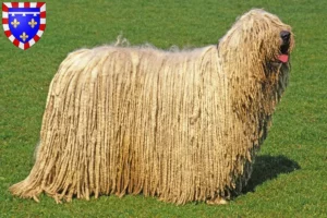 Mehr über den Artikel erfahren Komondor Züchter und Welpen in Centre-Val de Loire