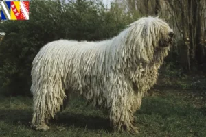 Mehr über den Artikel erfahren Komondor Züchter und Welpen in Grand Est