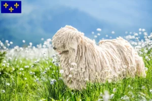 Mehr über den Artikel erfahren Komondor Züchter und Welpen in Île-de-France