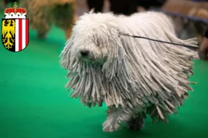 Mehr über den Artikel erfahren Komondor Züchter und Welpen in Oberösterreich