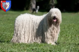 Mehr über den Artikel erfahren Komondor Züchter und Welpen in Pays de la Loire