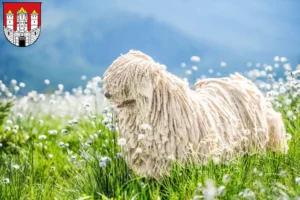 Mehr über den Artikel erfahren Komondor Züchter und Welpen in Salzburg