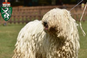 Mehr über den Artikel erfahren Komondor Züchter und Welpen in der Steiermark