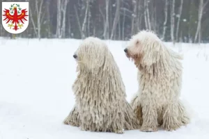 Mehr über den Artikel erfahren Komondor Züchter und Welpen in Tirol