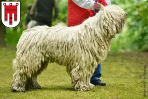 Mehr über den Artikel erfahren Komondor Züchter und Welpen in Vorarlberg