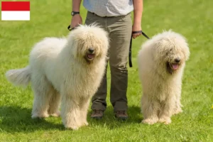 Mehr über den Artikel erfahren Komondor Züchter und Welpen in Wien