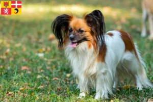 Mehr über den Artikel erfahren Kontinentaler Zwergspaniel Züchter und Welpen in Auvergne-Rhône-Alpes