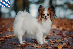 Mehr über den Artikel erfahren Kontinentaler Zwergspaniel Züchter und Welpen in Friesland