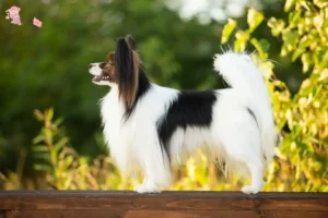 Mehr über den Artikel erfahren Kontinentaler Zwergspaniel Züchter und Welpen in Hovedstaden