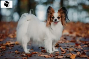 Mehr über den Artikel erfahren Kontinentaler Zwergspaniel Züchter und Welpen auf Korsika