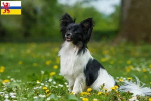 Mehr über den Artikel erfahren Kontinentaler Zwergspaniel Züchter und Welpen in Limburg